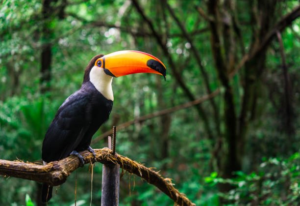 Tucano: